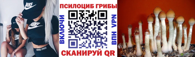 Купить где  Фатеж  Псилоцибиновые грибы мухоморы 